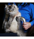 Прахосмукачка за косми от животни - Pet vacuum cleaner