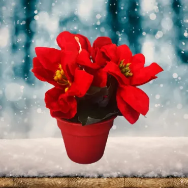 Изкуствена коледна звезда - Саксия | jumbo-catalog.bg